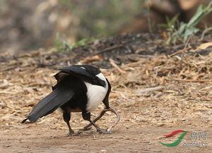喜鹊吃瓜视频完整,一场欢乐的夏日美食盛宴