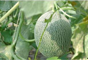 一二吃哈密瓜,甜蜜滋味，共享美好时光