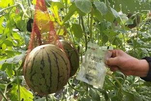 最近热门吃瓜销售