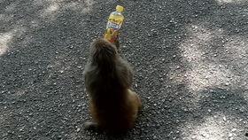 瓜哥王者吃瓜,揭秘电竞圈幕后风云