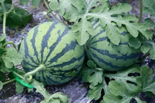 00后吃的瓜,揭秘网络热剧背后的瓜田