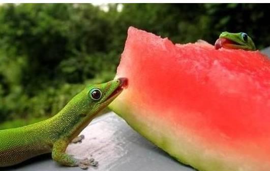 蜥蜴吃瓜视频,一场奇妙的自然现象揭秘