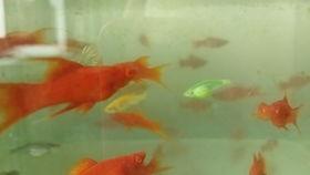 小鱼吃小瓜虫,生态链中的和谐共生