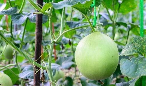 吃鲜瓜嗓子疼,小心嗓子不适困扰