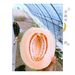 想去新疆吃蜜瓜