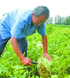 田间地头吃瓜,瓜香四溢的夏日时光